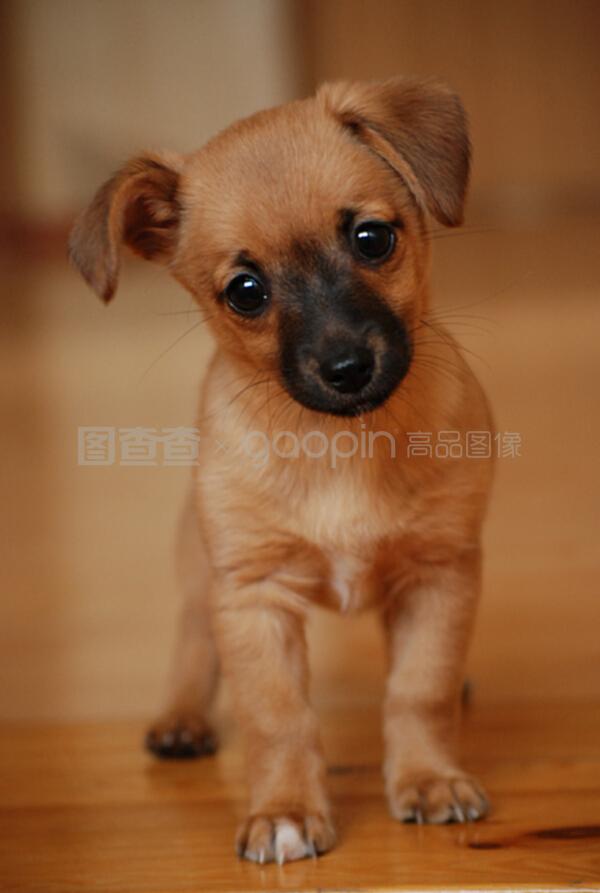 煮鸭肉给狗狗:爱的味道,宠物的幸福时光