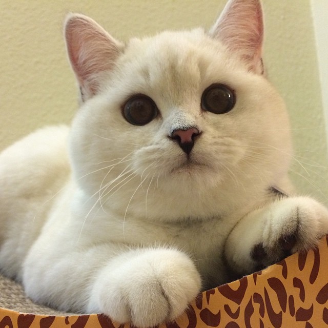 猫咪拉肚子很长时间:揭开背后的原因与对策