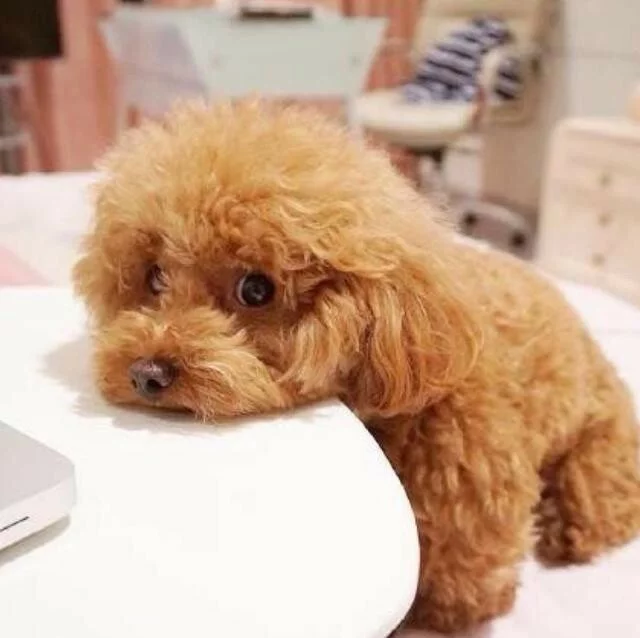 狗狗呼吸急促呕吐——紧急情况下的宠物护理