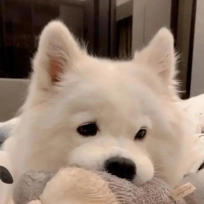 猫咪治病能服中药吗?探索传统医学在现代宠物护理中的应用