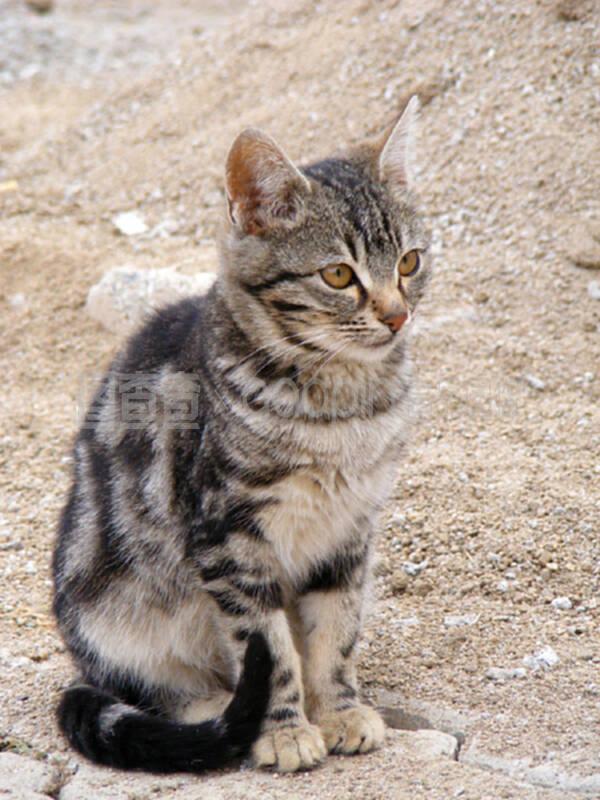 狗狗拉肚子会是细小?揭开宠物健康的神秘面纱