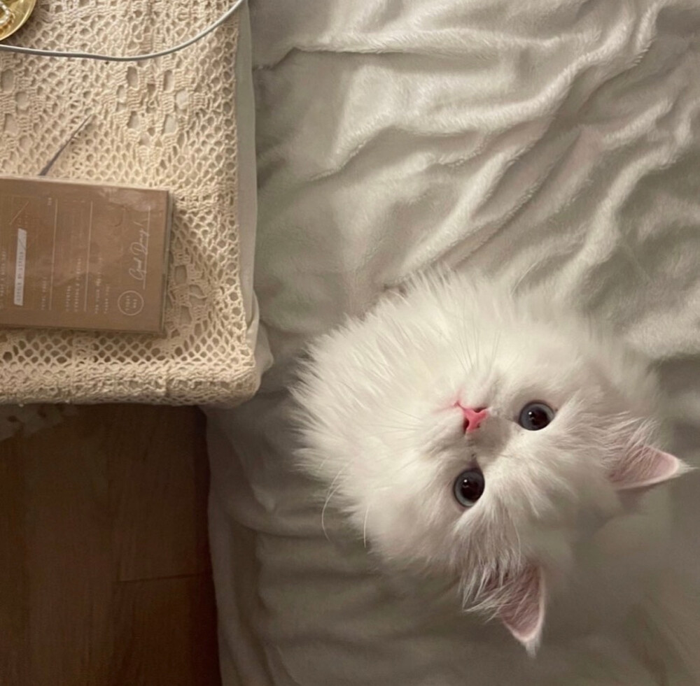 狗狗吹空调关节炎:悄然侵袭的夏日隐痛