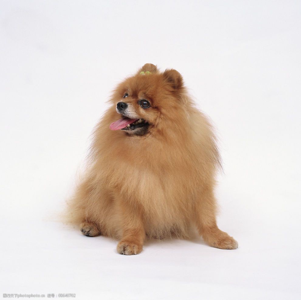 狗狗泪痕怎么形成的